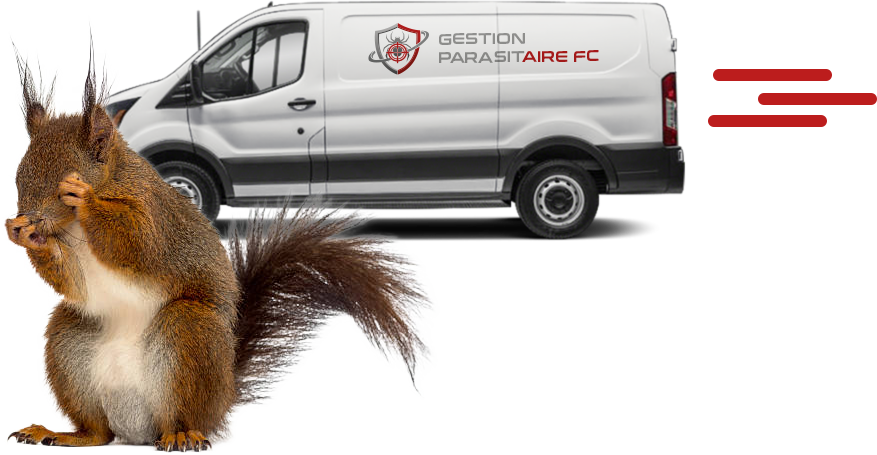 Camion d'intervention gestion parasitaire et écureuil